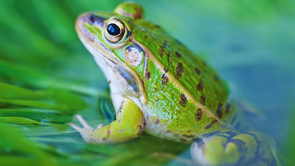 ¿Para qué sirve Screaming Frog? - Crearmipaginaweb.es