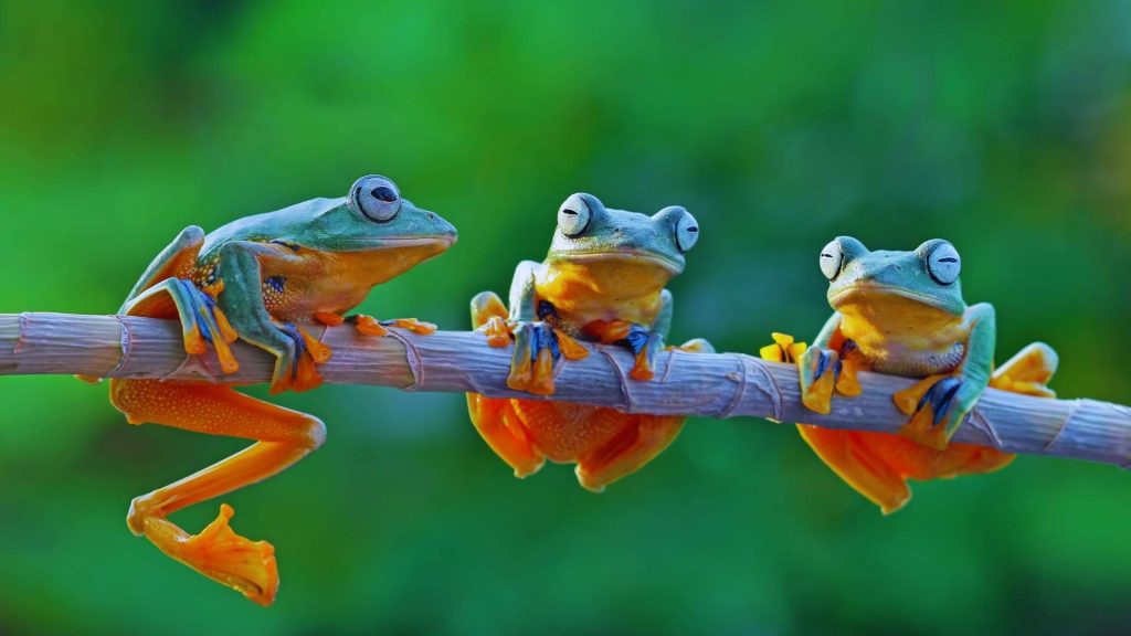 ¿Para qué sirve Screaming Frog? - Crearmipaginaweb.es