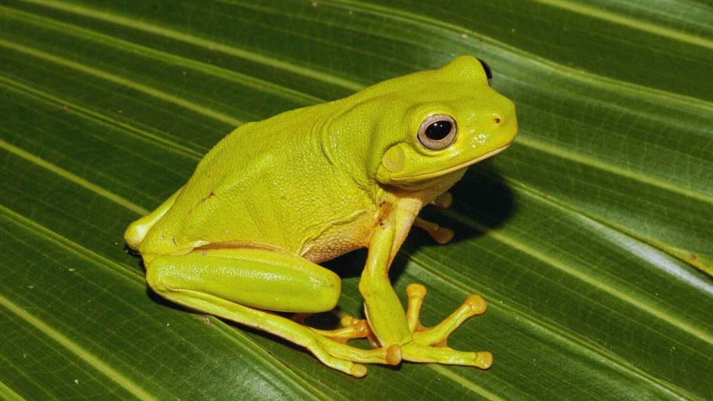 ¿Para qué sirve Screaming Frog? - Crearmipaginaweb.es